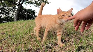黒白猫ちゃんをナデナデしてたら遠くから見ていた茶トラ猫もモフられにやって来た
