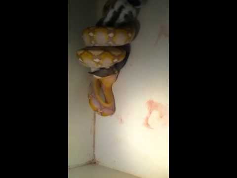 video phone beyonce mp3 New retics! And near future breeding project