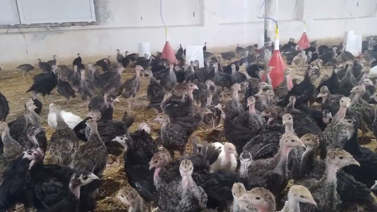 Amerikan bronz hinduşka 0702898866