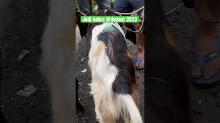 Jodi bakre Deonar Mandi 2023 #goat #deonarbakramandi #bakramandi #viral #shorts