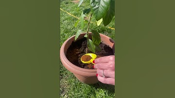 ORGANIC LEMON TREE 🍋 did you know coffee is a great fertiliser for your garden #shorts #short
