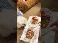 Who is so good at making beautiful meals#Cute pets#Cute Pet Debut Plan.#dog#Pat#Pat s tea