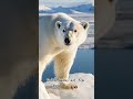 Unique facts about polar bears #animalfacts #wildlife #polarbear #shorts