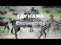 Capture de la vidéo Encuentros Furtivos - Tayhana