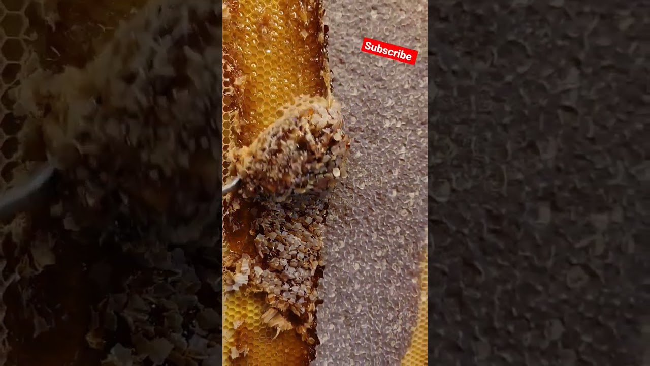 🍯 Satisfying Carving fresh Honey Comb 🍯 
