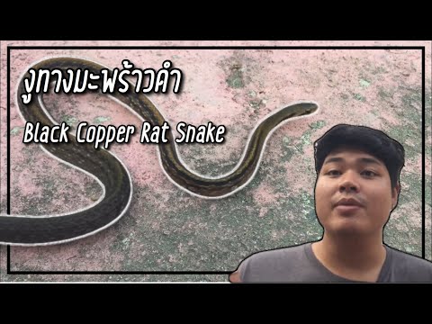 งูทางมะพร้าวดำ ( Black Copper Rat Snake )