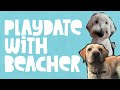 Bunny and Beacher Have a Playdate