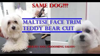 maltese bear cut