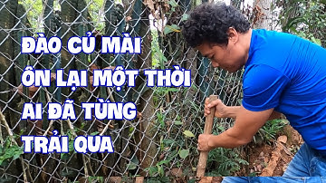 Đi đào củ mài ( Hoài Sơn ) Ôn lại kỷ niệm của những ngày tháng cơ hàn.