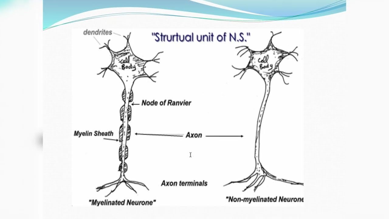 Neuro💙 Nerve Morphology | Types of Nerve Fiber  فسيولوجي الجهاز العصبي