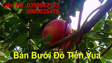 Bưởi Đỏ Tiến Vua Giá Rẻ ( Bưởi Đỏ Tiến Vua )