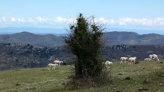 Moutons (Ariège piémont, mars 2024)