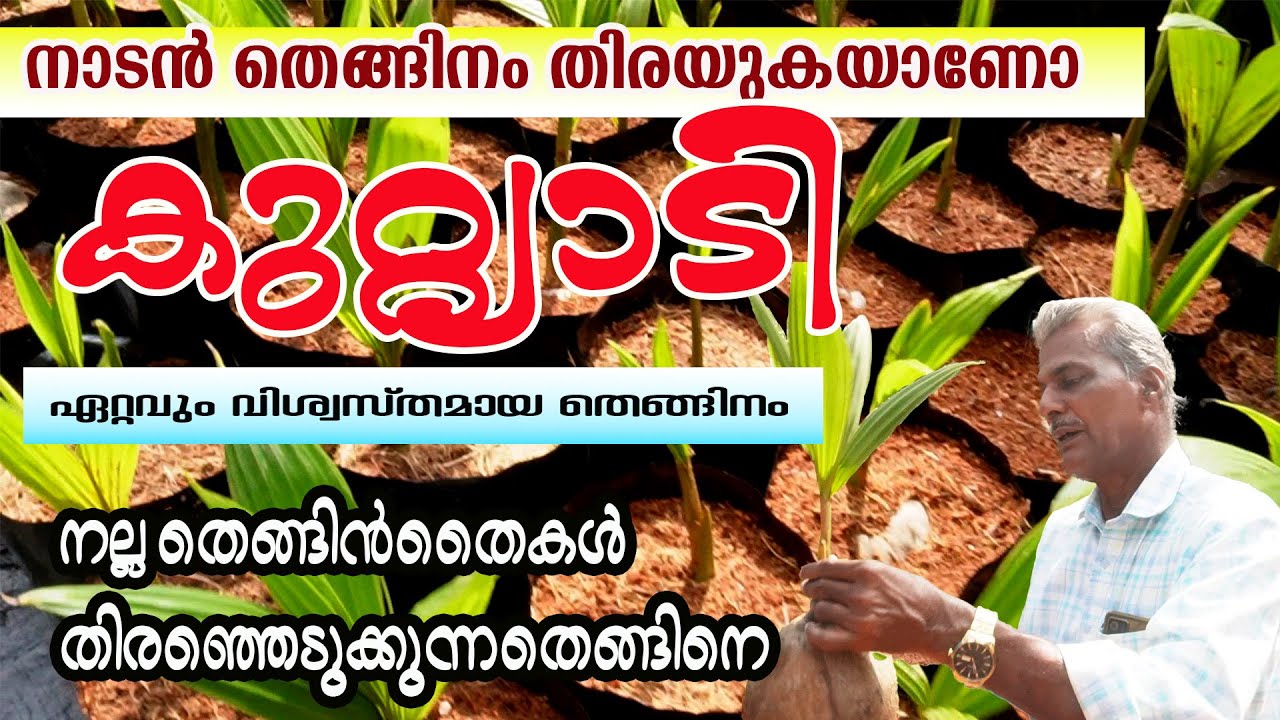 ഇതുകൊണ്ടാണ് കുറ്റ്യാടി തെങ്ങിനെ ഇഷ്ടപ്പെടുന്നത്