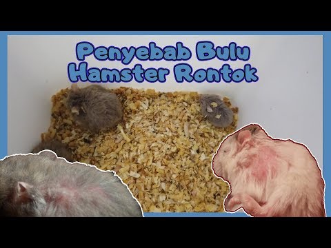 Video: Rambut Rontok Pada Hamster