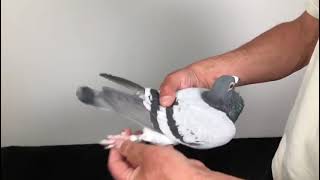 Meulemans 883
