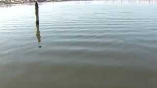 Alternate density waves 2