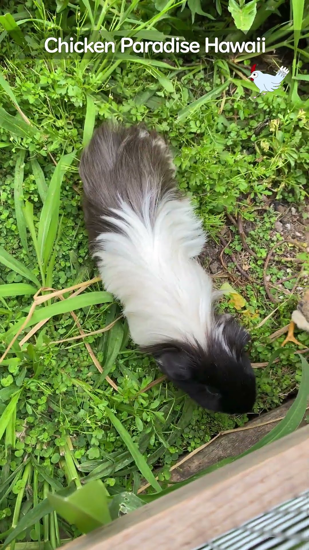 Chicks and guinea pigs