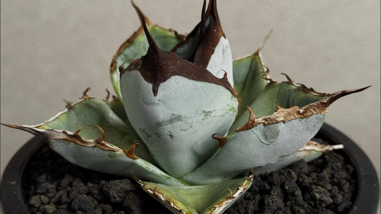 アガベ・チタノタ LQH_土（中株）008｜agave titanota saturn | P