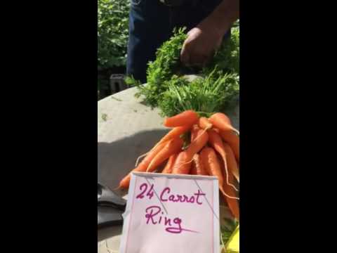 24 twenty four carrot