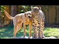 Un guépard ami avec un chien ! - ZAPPING SAUVAGE