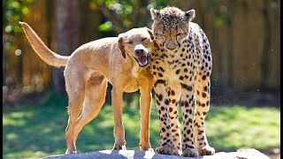 Friendship between dog and cheetah