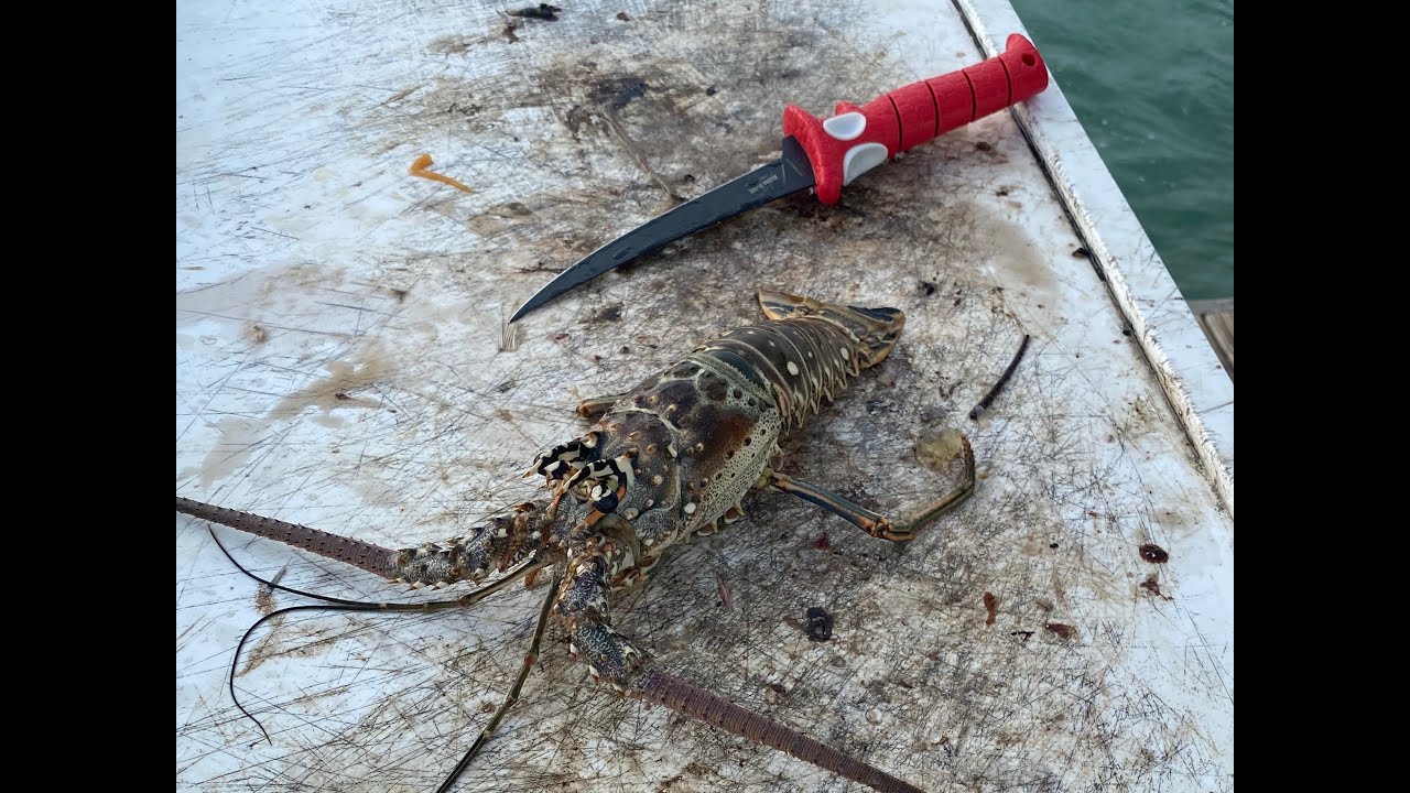 Lobstering And Snapper Fishing Islamorada!!! Fishing The FL Keys Ep.5