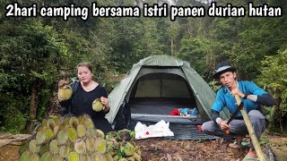 2hari Camping dihutan bersama istri panen durian kalimantan