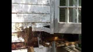Millions of Bees Living in Wall of House - HUGE Swarm