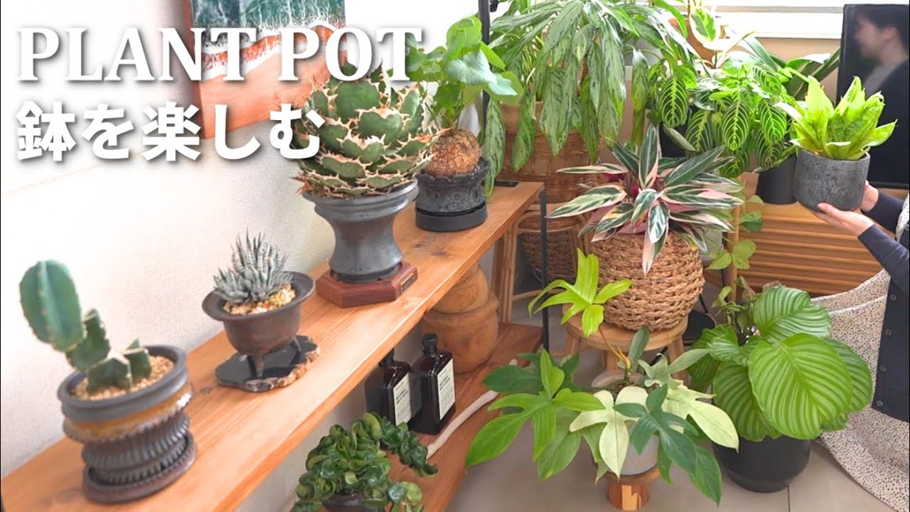 観葉植物の鉢22種を紹介｜IKEA・カインズ