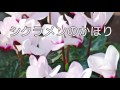 布施明「シクラメンのかほり」by QP.SUZUKI