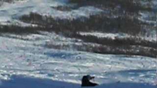 Skitur Fjellsetra Huse går på ræva
