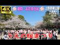 【4K Japan】※速報※ 2026.4.3 12:00 🌸満開・お花見日和🌸 うえの桜まつり 『Ueno Cherry Blossom Festival』#上野 #桜 #花見 #上野恩賜公園