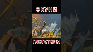ОКУНИ ГАНГСТЕРЫ