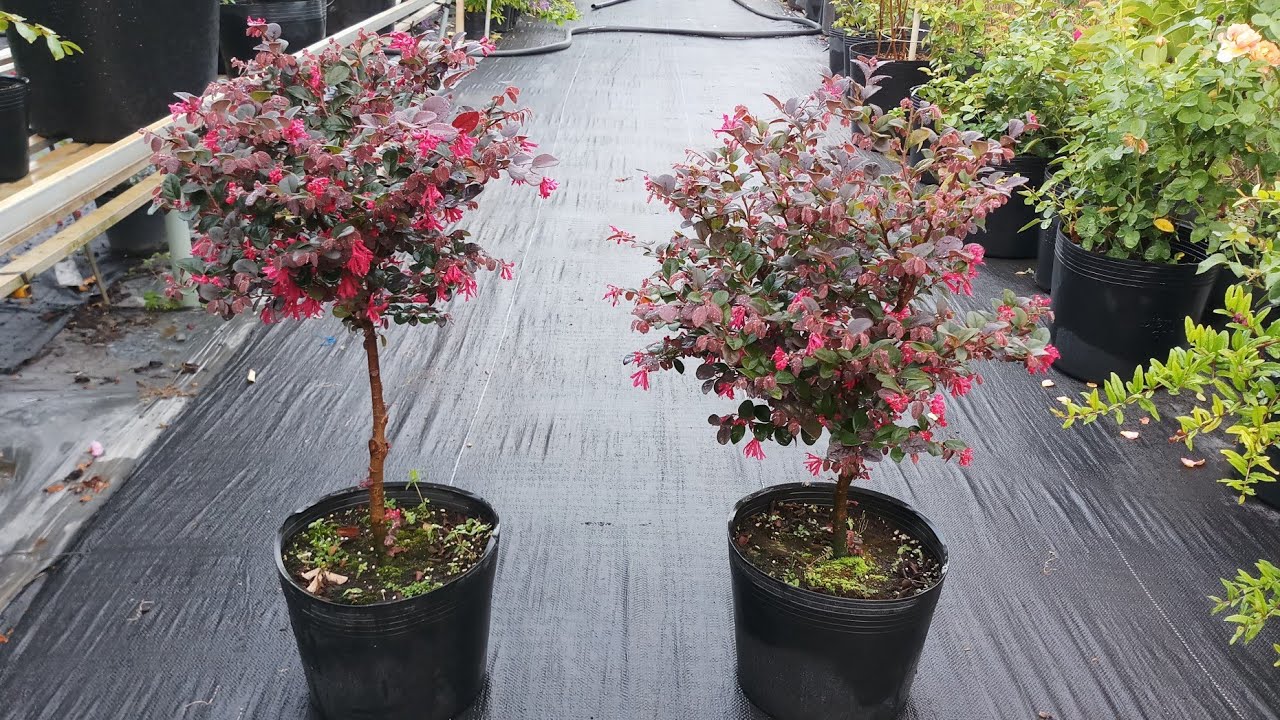 How to care for Loropetalum Chinense blooming?