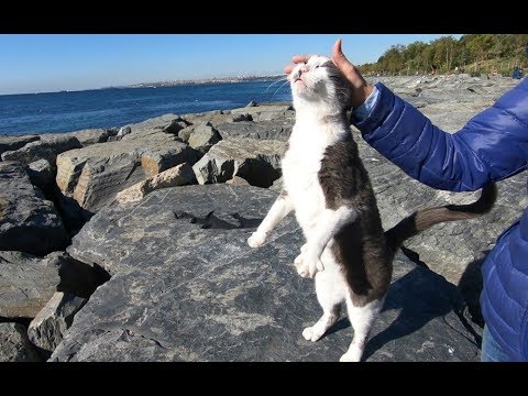 grey-and-white-cat-is-unbelieavable-lovely-and-cute