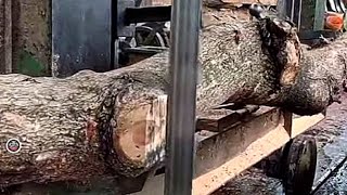 Keindahan Kayu Yang Tidak Akan Pernah Saya Lupakan || penggergajian kayu jati soimah