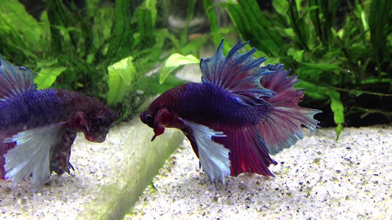 betta1