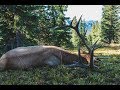 2017 Colorado DIY Elk hunt