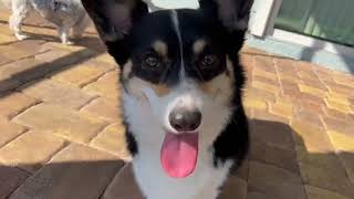 Setting Up A Doggy Door For The Corgi