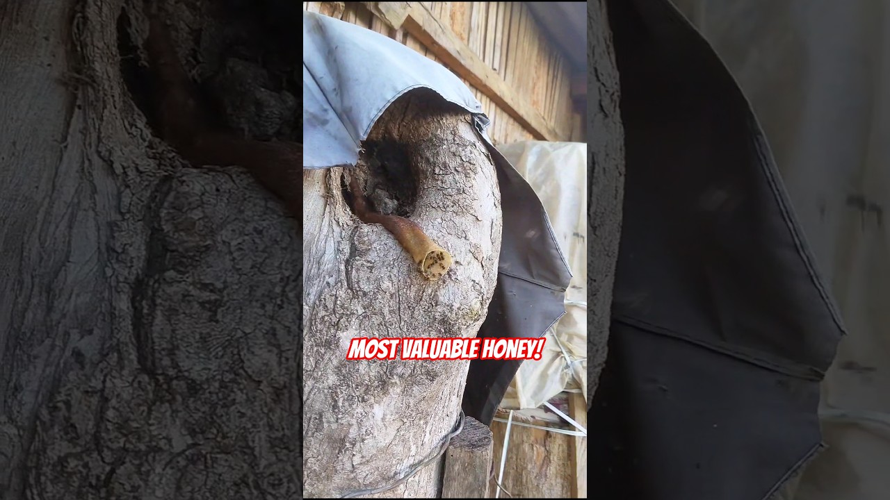 Most Valuable Honey | Stingless Bee Honey Farming 🐝🍯