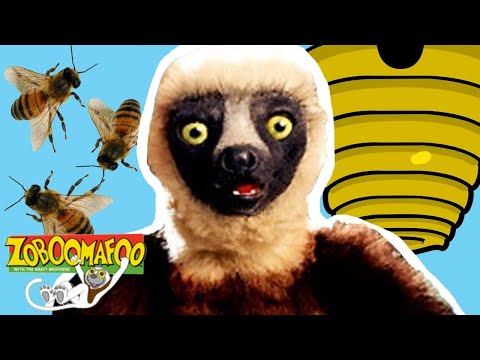 Animals Show For Kids | Zoboomafoo 140 - Bzzz | Full Episode
