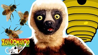 Download Lagu Animals Show For Kids | Zoboomafoo 140 - Bzzz | Full Episode MP3