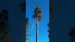 Timber Time #oddlysatisfying #satisfying #usa🇺🇸 #uscontent #forUSViewers