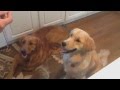 Golden retriever war flashbacks