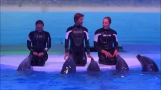 Dolphin Show Life, Kolmården Zoo by Frida 2,761 views 7 years ago 12 minutes, 39 seconds