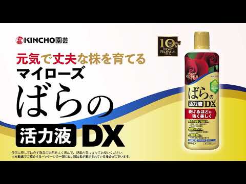 元気で丈夫な株を育てる マイローズ ばらの活力液DX/KINCHO園芸