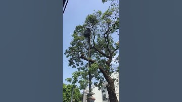 công ty cây xanh đang cắt tỉa cành