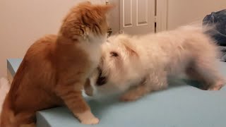 Little Dog pushes Cat off bed