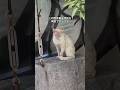 皮膚病の野良猫、感動のビフォーアフター