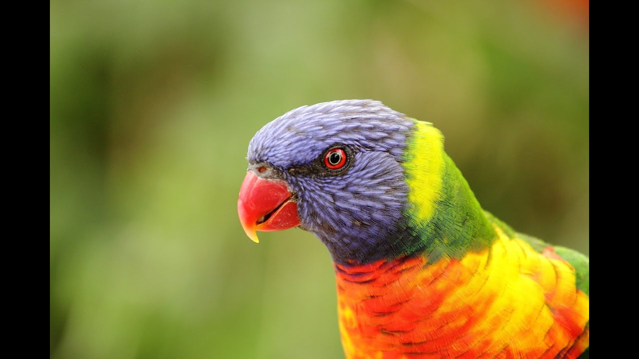 Sydney Birds - Rainbow Lorikeet 